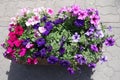 Bright and colorful flowers of petunias Royalty Free Stock Photo