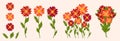 Bright colorful flowers set. Botanical vector illustration on isolated background. Royalty Free Stock Photo
