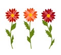 Bright colorful flowers set. Botanical vector illustration isolated on white background. Royalty Free Stock Photo