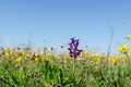 Bright and colorful flowery field in a low perspective image in spring season