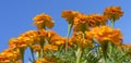 Bright colorful French marigolds against blue sky Autumn panorama