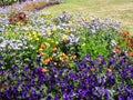 Bright colorful springtime perennial garden at Stanley Park Royalty Free Stock Photo