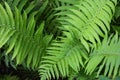 Bright and colorful green long fern leaves with an original structure and flowers, vascular plants, disambiguation.