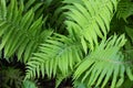 Bright and colorful green long fern leaves with an original structure and flowers, vascular plants, disambiguation.