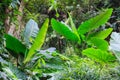 Bright colorful green plants in tropical ornamental garden natural background in the nature park. Landscaped architecture foliage