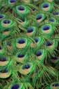 Bright Colorful Green Texture of Peacock\'s Tail Feathers Royalty Free Stock Photo