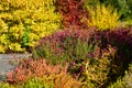 Bright and colorful heaths and heathers in Christchurch Botanic Gardens Royalty Free Stock Photo