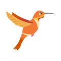 A bright colorful hummingbird, a bird painted in several colors orange red . Vector illustration isolated on white Royalty Free Stock Photo