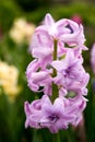 Bright and colorful hyacinth in the flowerbed in the garden in s Royalty Free Stock Photo