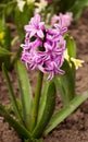 Bright and colorful hyacinth in the flowerbed in the garden Royalty Free Stock Photo