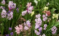 Bright and colorful hyacinths in the flowerbed in the garden in Royalty Free Stock Photo