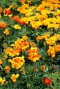 Bright and colorful image of marigolds and green leaves of plants in backyard garden