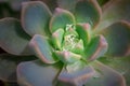 Bright colorful image of nature. Close-up of Echeveria flower with beautiful large water drops Royalty Free Stock Photo