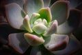 Bright colorful image of nature. Close-up of Echeveria flower with beautiful large water drops Royalty Free Stock Photo