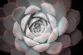 Bright colorful image of nature. Close-up of Echeveria flower with beautiful water drops Royalty Free Stock Photo