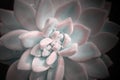 Bright image of nature. Close-up of Echeveria flower with beautiful water drops Royalty Free Stock Photo