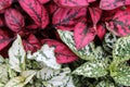 Bright and colorful image of pink and white ground cover plant in garden Royalty Free Stock Photo