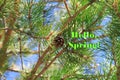 Bright colorful image of a spring pine tree with green needles and a brown open cone with the inscription Hello, spring