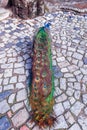 Bright and colorful Indian Male Peacock on a cobblestone pavement Royalty Free Stock Photo