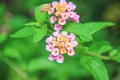 Bright colorful lantana camara flowers or hedge flower blooming in natural garden top view background Royalty Free Stock Photo