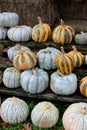 Bright and colorful large pumpkins and bales of hay at outdoor section of nursery Royalty Free Stock Photo