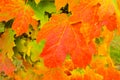 Bright Colorful Leafy Autumn Foliage Background