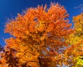 Bright Colorful Leaves on a Fall Tree Royalty Free Stock Photo