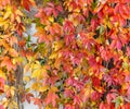 Bright colorful leaves of maiden grapes its way along the wall. Autumn background Royalty Free Stock Photo