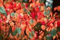 Bright colorful lush autumn leaves , autumn wallpaper