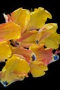 Bright colorful macro  of   set of petals of a yellow red parrot tulip blossom on black Royalty Free Stock Photo