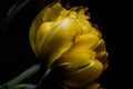 Surreal dark chrome contrast exotic yellow tulip flower macro isolated on black Royalty Free Stock Photo