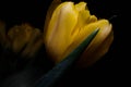 Surreal dark chrome contrast exotic yellow tulip flower macro isolated on black Royalty Free Stock Photo