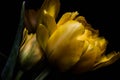 Surreal dark chrome contrast exotic yellow tulip flower macro isolated on black Royalty Free Stock Photo