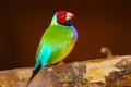 Bright colorful male gouldian finch in profile view perching on a branch in front of a brownish red background Royalty Free Stock Photo