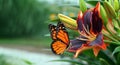 Bright colorful monarch butterfly on a beautiful purple lily in the garden. copy space Royalty Free Stock Photo