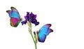 Bright colorful morpho butterflies on purple iris flower isolated on white. copy space Royalty Free Stock Photo