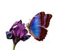 Bright colorful morpho butterfly on a purple iris flower isolated on white. copy space Royalty Free Stock Photo