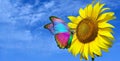 bright colorful morpho butterfly sitting on a sunflower against a blue sky. Royalty Free Stock Photo