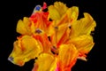 Bright colorful neon pop-art macro of a set of petals from a yellow red parrot tulip blossom on black background Royalty Free Stock Photo