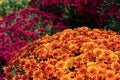 Bright, colorful orange and red autumn fall mums in the sunshine Royalty Free Stock Photo