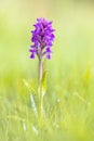 Bright Colorful orchid on Wadden island Royalty Free Stock Photo