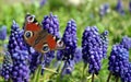 Bright colorful peacock butterfly on hyacinth flowers. butterflies on flowers. blooming gardens. blue hyacinths background