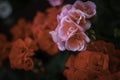 Bright colorful pelargonium flowers