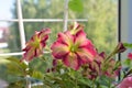 Bright colorful petunia flowers. Balcony gardening with blooming summer plants Royalty Free Stock Photo