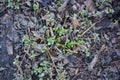 Saplings of autumn chrysanthemum flowers growing from under the leaves of the wounds in the spring.