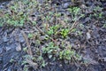 Saplings of autumn chrysanthemum flowers growing from under the leaves of the wounds in the spring.