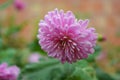 Bright and colorful tall bushes of Ukrainian chrysanthemums growing on the street of the city of Dnipro. Large purple autumn flowe