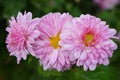 Bright and colorful tall bushes of Ukrainian chrysanthemums growing on the street of the city of Dnipro. Large purple autumn flowe