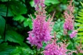 Bright colorful pink blooming Astilbe Arendsii Fanal flowers with green leaves in garden in spring and summer.