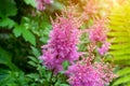 Bright colorful pink blooming Astilbe Arendsii Fanal flowers with green leaves in garden in spring and summer.